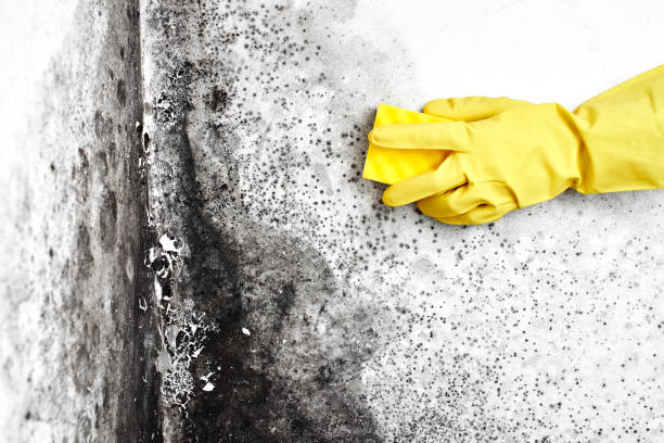 Best Commercial Mold Remediation in Pittsburg, KS