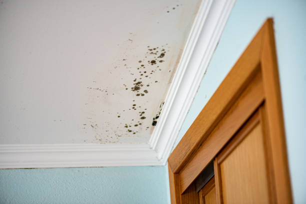 Best HVAC Mold Remediation in Pittsburg, KS