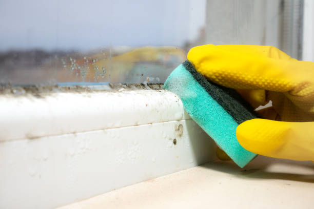 Best Black Mold Remediation in Pittsburg, KS