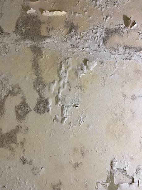 Best Emergency Mold Remediation in Pittsburg, KS