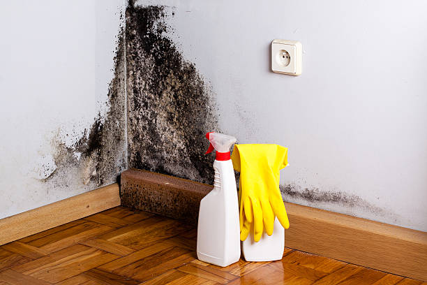Best Insurance-Related Mold Remediation in Pittsburg, KS