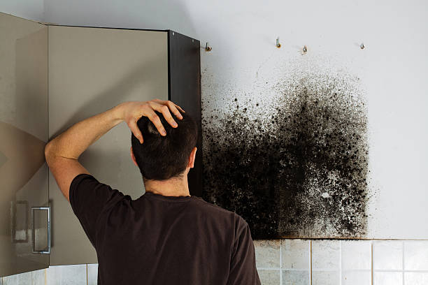 Best Black Mold Remediation in Pittsburg, KS