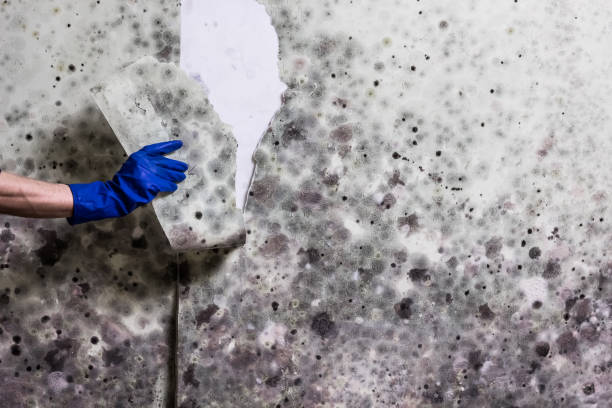 Best Bathroom Mold Remediation in Pittsburg, KS