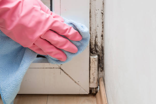 Best Mold Testing and Inspection Services in Pittsburg, KS